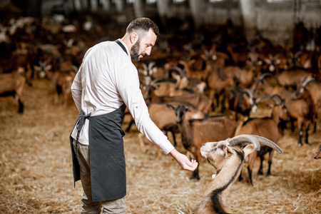 Handsome farmer taking care of the beautiful goats of alpine breed in the big stable of the milk farmの写真素材