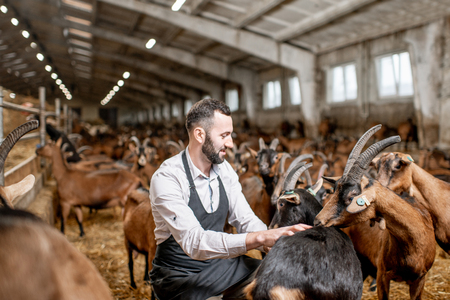 Handsome farmer taking care of the beautiful goats of alpine breed in the big stable of the milk farmの写真素材