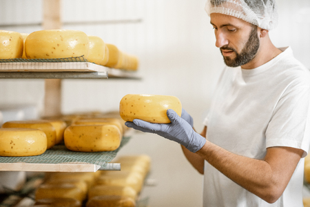 Man checking the quality of the fresh cheese wheels after the waxing and salting process at the storageの写真素材