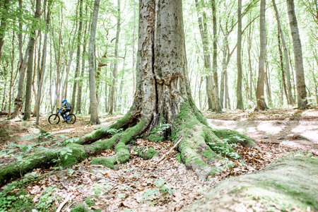 Landscape view on the green forest with professional cyclist on the backgroundの写真素材