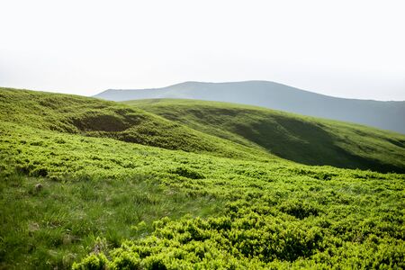 Landscape view on the green mountains covered with bilberry leaves in the Carpathiansの写真素材
