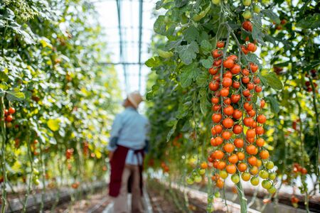 Handsome well-dressed senior man growing cherry tomatoes in a well-equipped hothouse on a small agricultural farm. Concept of a small agribusiness and work at retirement ageの写真素材