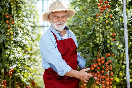 Portrait of a handsome well-dressed senior man growing cherry tomatoes in a well-equipped hothouse on a small agricultural farm. Concept of a small agribusiness and work at retirement ageの写真素材