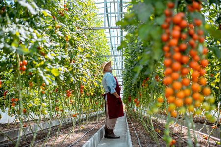 Handsome well-dressed senior man growing cherry tomatoes in a well-equipped hothouse on a small agricultural farm. Concept of a small agribusiness and work at retirement ageの写真素材