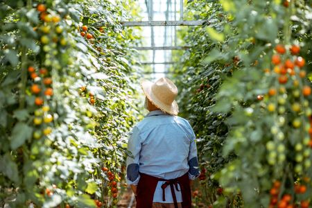 Handsome well-dressed senior man growing cherry tomatoes in a well-equipped hothouse on a small agricultural farm. Concept of a small agribusiness and work at retirement ageの写真素材