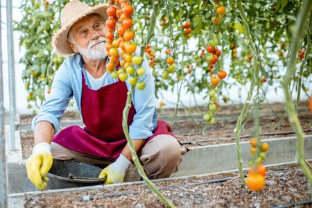 Handsome well-dressed senior man growing cherry tomatoes, sprinkling soil with fertilizer in the hothouse on a small agricultural farm. Concept of a small agribusiness and work at retirement ageの写真素材