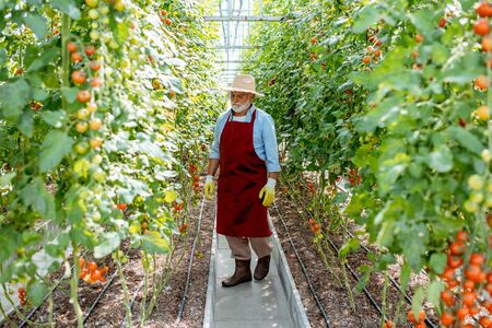 Handsome well-dressed senior man growing cherry tomatoes in a well-equipped hothouse on a small agricultural farm. Concept of a small agribusiness and work at retirement ageの写真素材