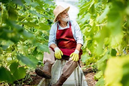 Portrait of a well-dressed senior man sitting in the hothouse with with cucumber plantation on a small agricultural farmの写真素材