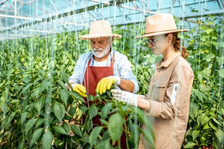 Young woman with grandfather taking care of pepper plantation in the hothouse of a small agricultural farm. Concept of a small family agribusinessの写真素材