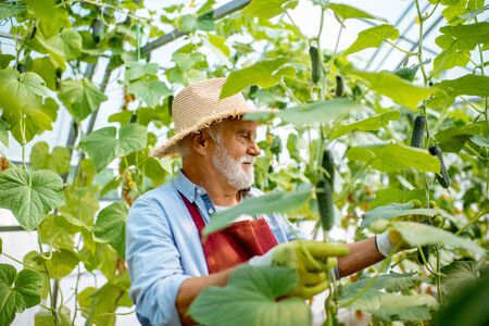 Handsome senior man growing cucumbers in the hothouse on a small agricultural farm. Concept of a small agribusiness and work at retirement ageの写真素材
