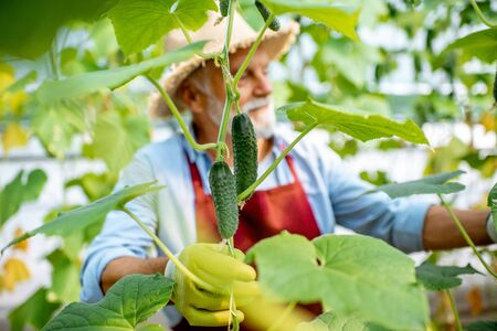 Handsome senior man growing cucumbers in the hothouse on a small agricultural farm. Concept of a small agribusiness and work at retirement ageの写真素材