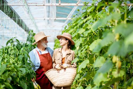 Portrait of a happy young woman with senior grandfather standing on a agricultural farm with cucumber plantation. Concept of a small family agribusinessの写真素材