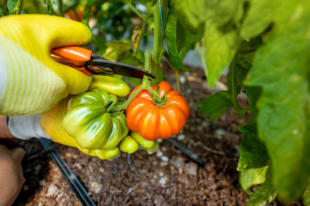 Picking fresh eco tomatoes on a small organic agricultural farm, manual harvesting tomatoes,...