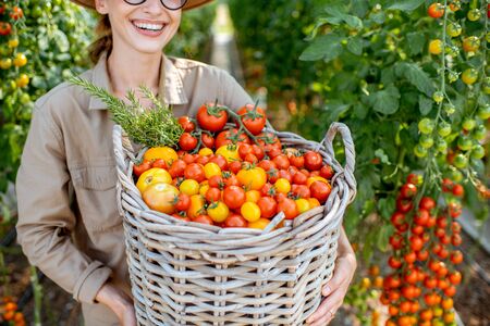 Portrait of a young woman with a huge basket full of freshly plucked tomatoes. Harvesting in the greenhouse of a small agricultural farmの写真素材