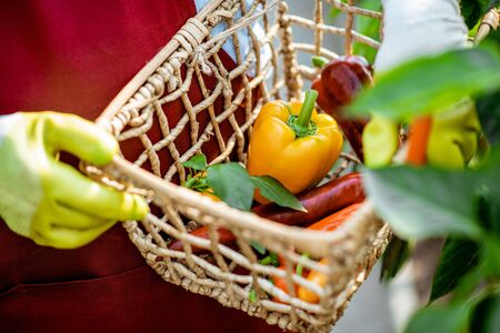 Holding a basket with freshly plucked sweet peppers on a pepper plantation, close-up viewの写真素材