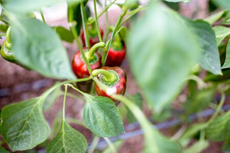 Organic plantation with growing sweet peppers, close-up viewの写真素材