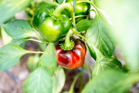 Organic plantation with growing sweet peppers, close-up viewの写真素材