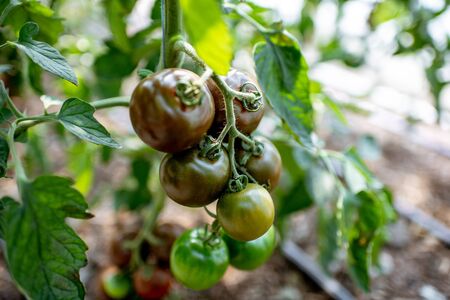 Branch with growing black tomatoes on the organic plantation, close-up viewの写真素材