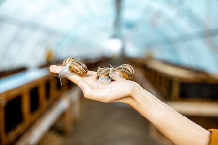 Close-up of snails on women's hand in the hothouse of a farm for growing snailsの写真素材