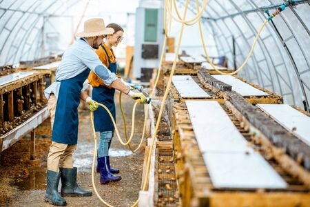 Man and woman working in the hothouse on a farm for growing snails, washing shelves with water gun. Concept of farming snails for eatingの写真素材