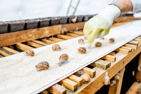 Worker feeding snails, powdering food on the special shelves in the hothouse of the farm, close-up view with no faceの写真素材