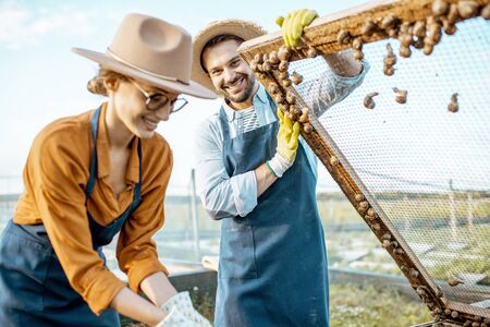 Portrait of a two well-dressed farmers taking fresh snails from the nets for sell on a farm outdoors. Concept of farming snails for eatingの写真素材