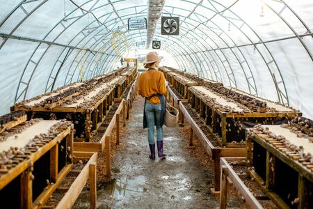 Farmer walking in the hothouse of a farm for snails growing, rear view. Concept of farming snails for eatingの写真素材