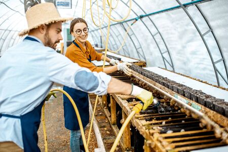 Man and woman working in the hothouse on a farm for growing snails, washing shelves with water gun. Concept of farming snails for eatingの写真素材