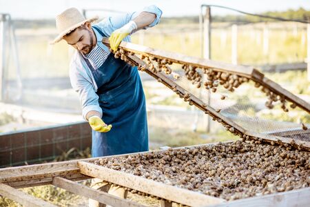 Handsome well-dressed farmer taking fresh snails from the nets for cooking on a farm outdoors. Concept of farming snails for eatingの写真素材