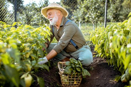 Senior well-dressed man picking up fresh peppers on an organic garden during the sunset. Concept of growing organic products and active retirementの写真素材