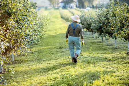 Senior well-dressed man as a gardener walking in the beautiful apple orchard on a sunny evening,...