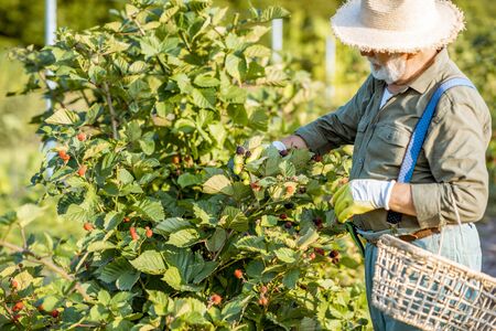 Senior well-dressed man as a gardener collecting blackberries on the beautiful plantation during the sunny evening. Concept of a small gardening and growing berriesの写真素材