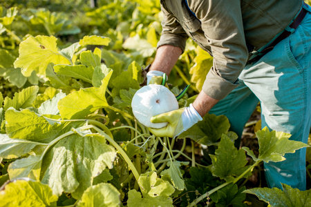 Senior well-dressed agronomist picking up zucchini on an organic garden during a sunny weather.