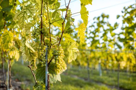 Rows of grapes on the vineyard ready to harvestの写真素材