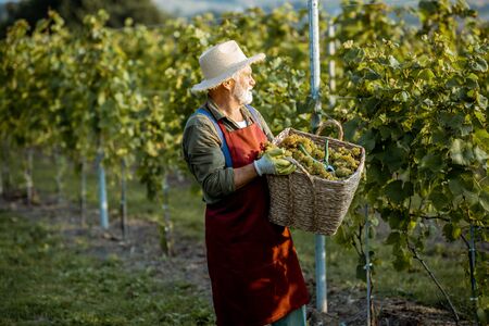 Senior well-dressed winemaker walking with basket full of freshly picked up wine grapes, harvesting on the vineyard during a sunny eveningの写真素材