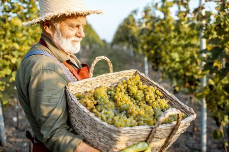 Portrait of a senior well-dressed winemaker with basket full of freshly picked up wine grapes, harvesting on the vineyard during a sunny eveningの写真素材