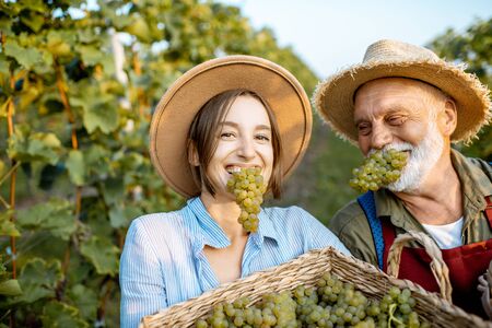 Funny portrait of a cheerful senior man with young woman eating freshly picked up wine grapes on the vineyard. Family business conceptの写真素材