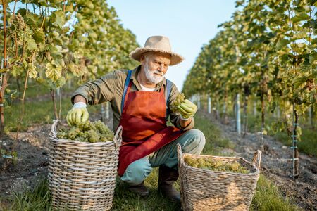 Senior well-dressed winemaker checking the quality of grapes, looking on the freshly picked up crop on the vineyard on a sunny eveningの写真素材