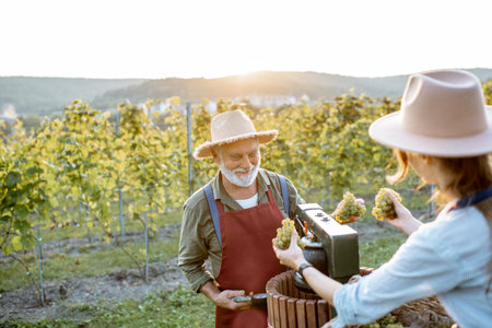 Senior man and young woman as winemakers squeezing grapes with press machine on the vineyard,...