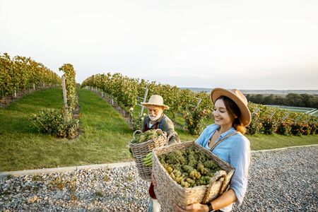 Senior man with young woman carrying baskets full of freshly picked up wine grapes on the vineyard, wide landscape view. Family business conceptの写真素材