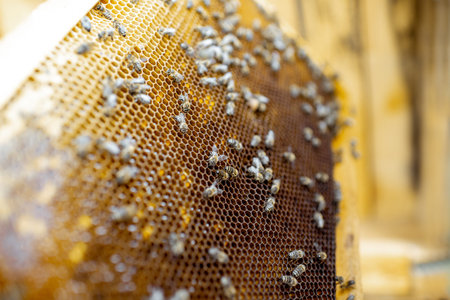 Close-up of a honeycomb frame with lots of bees on the apiary