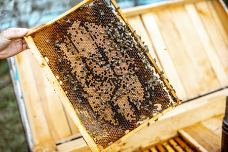 Close-up of a honeycomb frame with lots of bees on the apiaryの写真素材