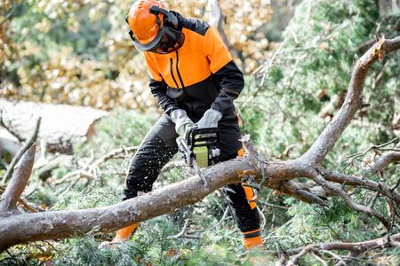 Lumberman in protective workwear sawing branches with a chainsaw from a felled tree in the pine forest. Concept of a professional loggingの写真素材
