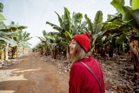 Woman as a tourist or farmer dressed casually in red shirt and hat walking on the banana plantation with a rich harvest. Concept of green tourism or exotic fruits growingの写真素材