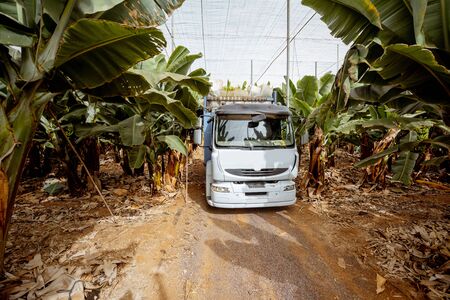 Truck on a banana plantation during a harvest time. Banana production and logistics conceptの写真素材