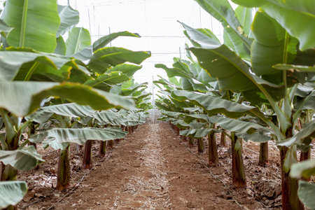 Rows with a young banana trees growing on the plantationの写真素材