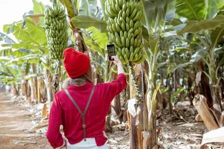 Woman as a tourist dressed in red exploring banana plantation, photographing on phone ripe banana branches. Concept of a green tourism and exotic fruits producingの写真素材