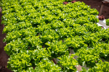 Green lettuce growing on hydroponic system on the farm. Organic food, agriculture and hydroponics...