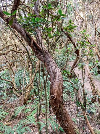 Beautiful rainforest with hiking footpath in Anaga national park on the north of Tenerife island, Spain. Image made on mobile phoneの写真素材