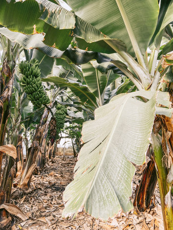 Beautiful banana plantation with rich harvest ready to pick up. Image made on mobile phoneの写真素材